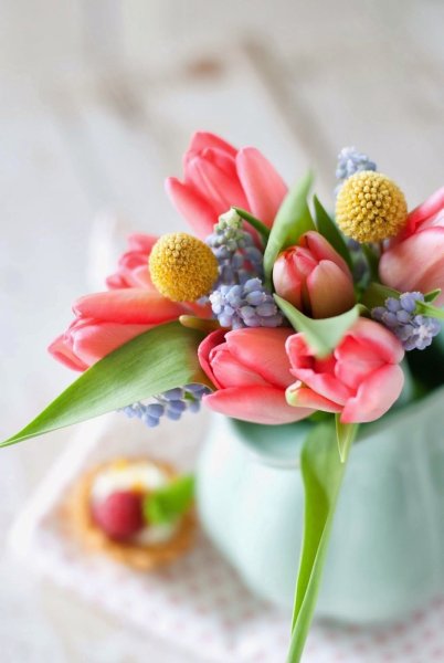 Крокус Крим Бьюти