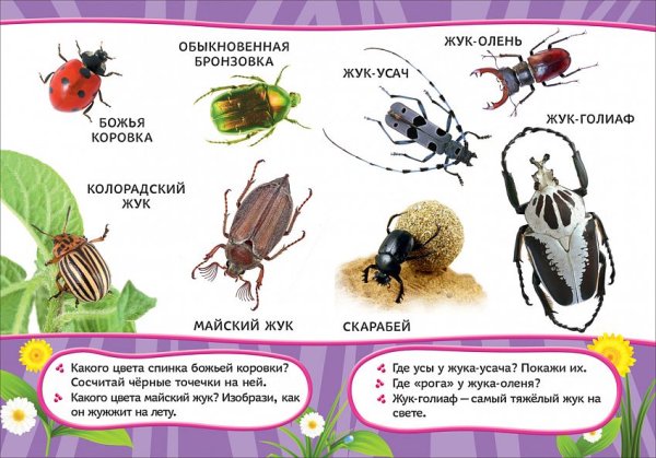 Насекомые для детей с названиями и описанием
