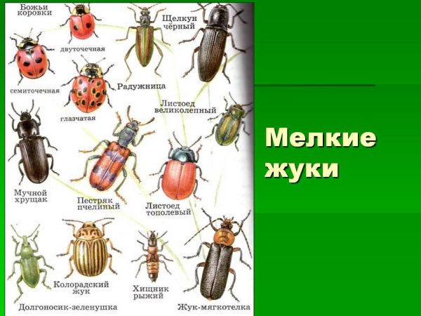 Жуки с названиями