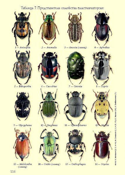 Жесткокрылые жуки представители