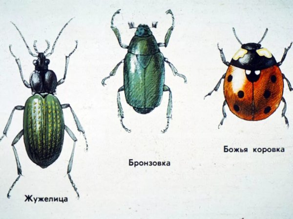 Луговые насекомые названия