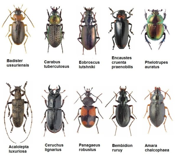 Энциклопедия Жуков