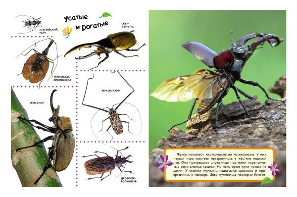 Энциклопедия про Жуков для детей