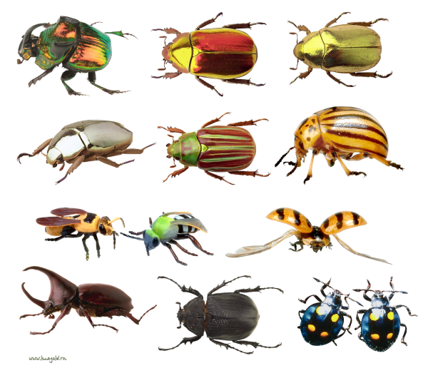 Различные насекомые