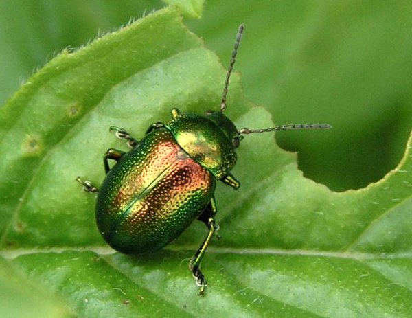 Листоед розмариновый