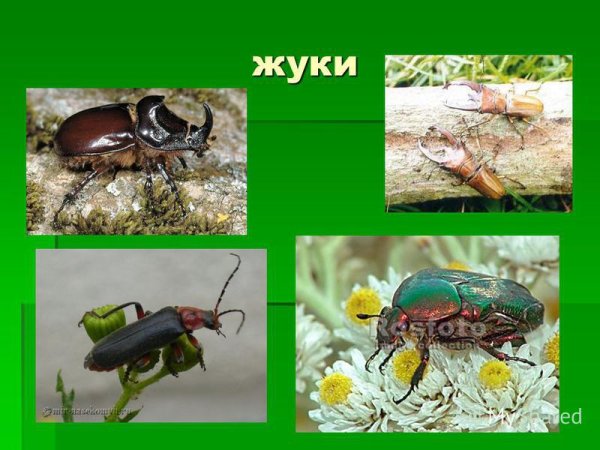 Сравнение жука и бабочки