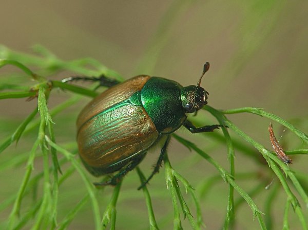 Хрущик Луговой anomala dubia