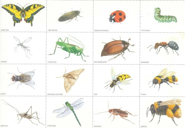 Карточки для детей. Насекомые