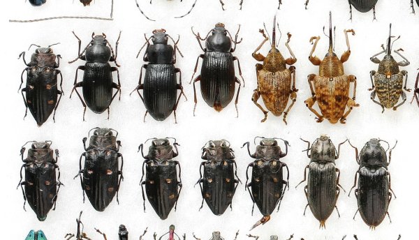 Распространенные жуки