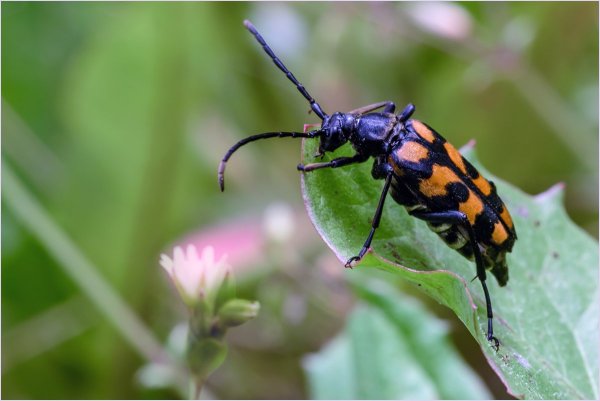 Жуки Подмосковья клоп