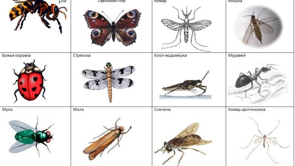 Насекомые названия