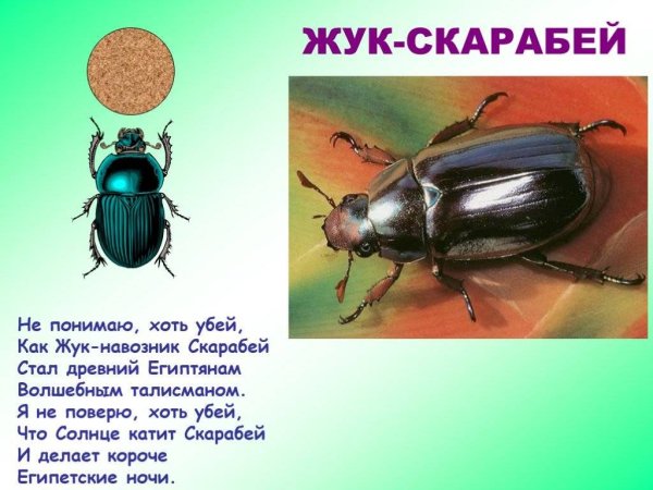 Скарабей строение