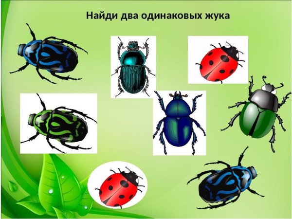 Насекомые для детей дошкольного возраста
