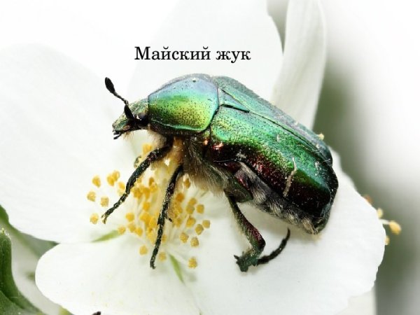 Весна просыпается Майский Жук