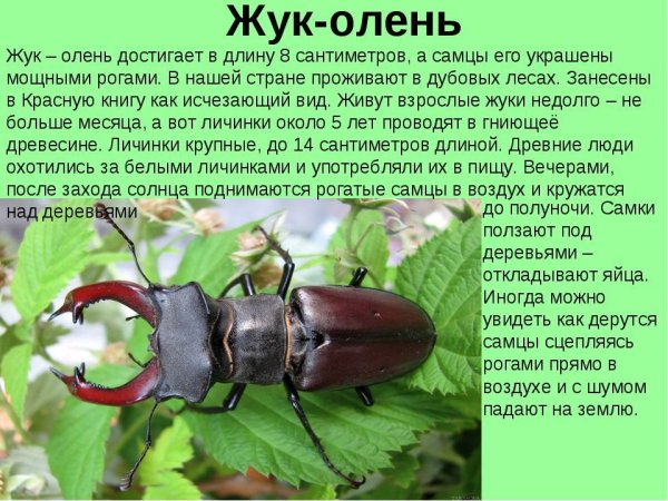 Жук Рогач красная книга