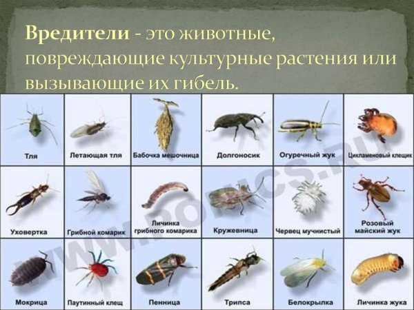 Карточки для детей. Насекомые