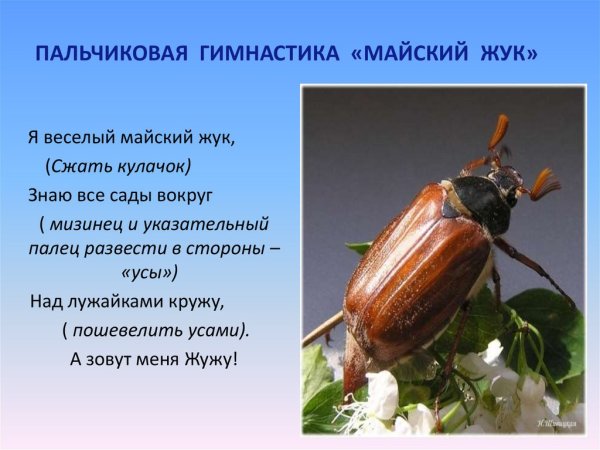 Жук могильщик и навозник