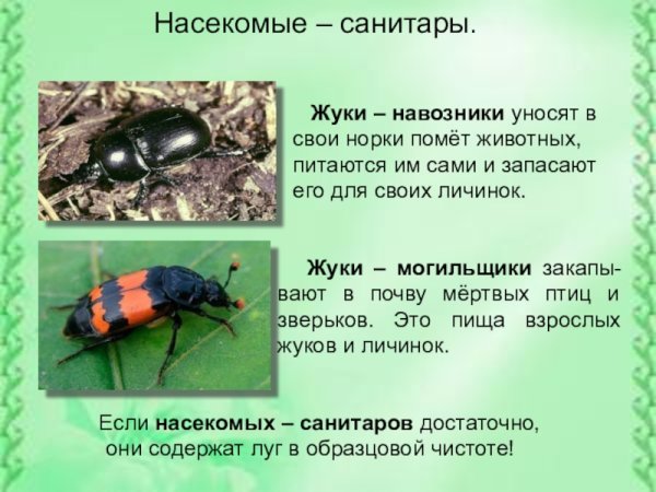 Жуки с названиями для детей