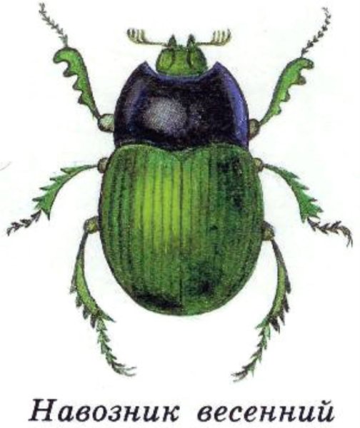 Мордовский Жук