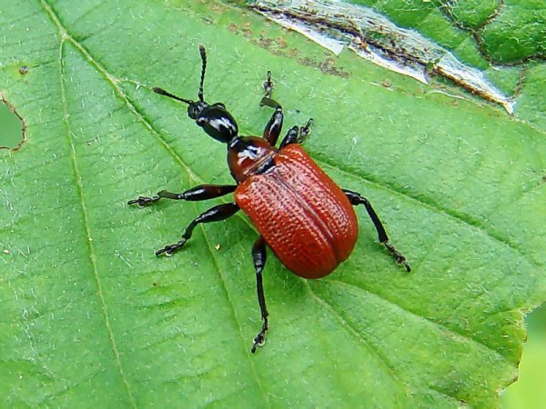 Садовый Хрущик Жук