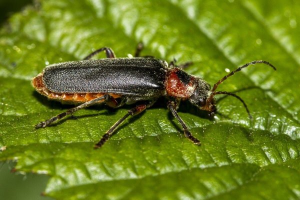 Детям о насекомых в детском саду