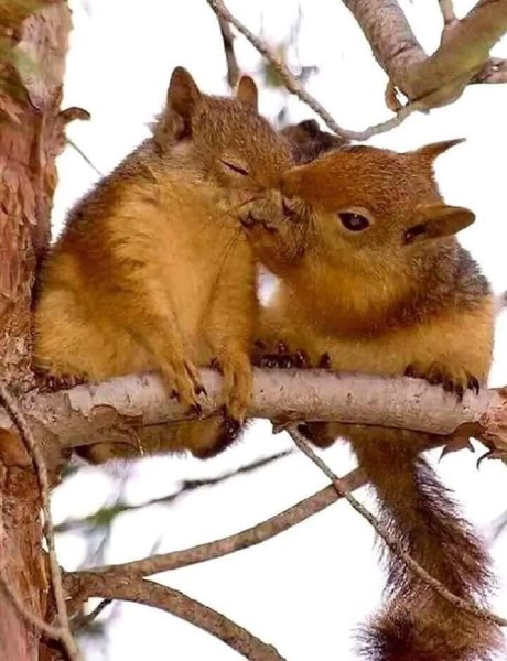 Котенок и Весна