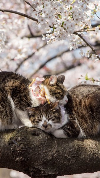 Белка и цветы