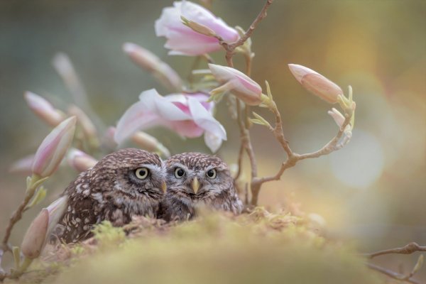 Желтобрюхие полевки