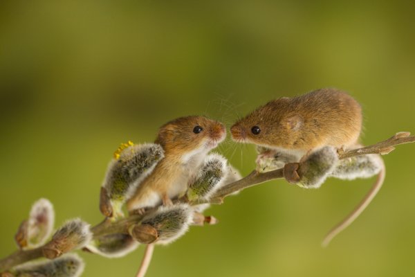 Любовь животных друг к другу