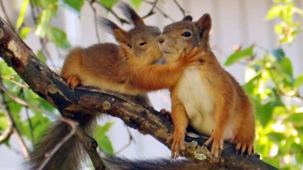 Крыса Весна