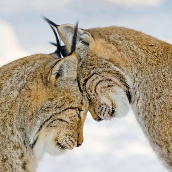 Весна птицы любовь