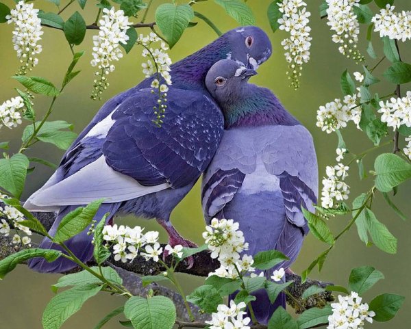 Весна природа животные