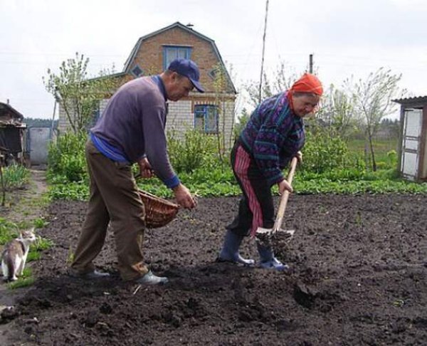 Труд в огороде