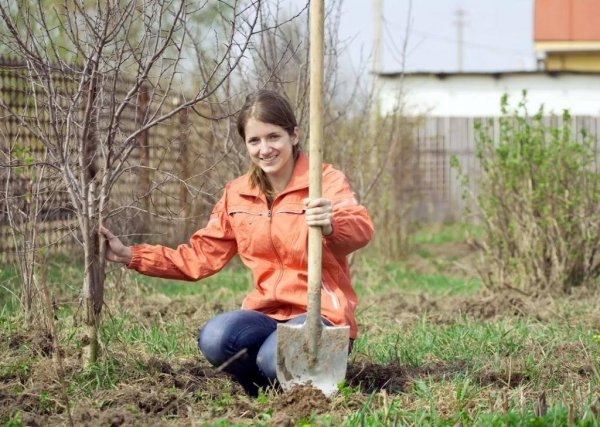 Посадки на даче весной