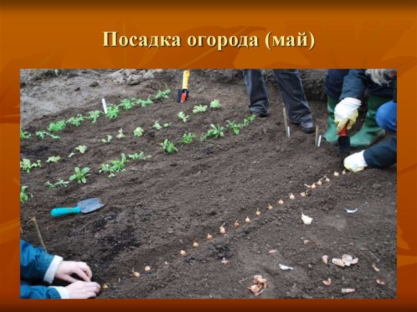 Весенние работы в огороде