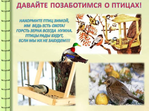 Забота о птицах зимой