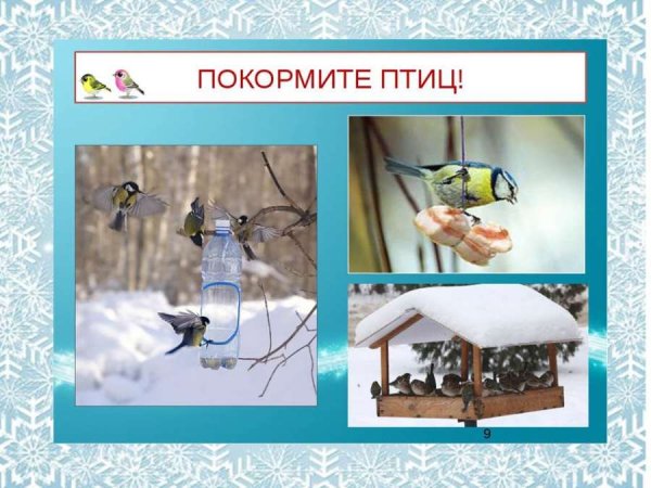 Помоги птицам зимой
