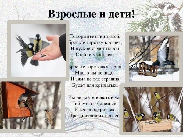 Покормите птиц зимой