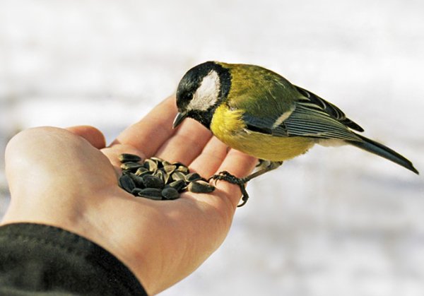 Кормление птиц