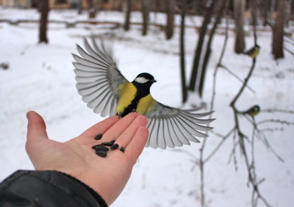 Синичка на руке