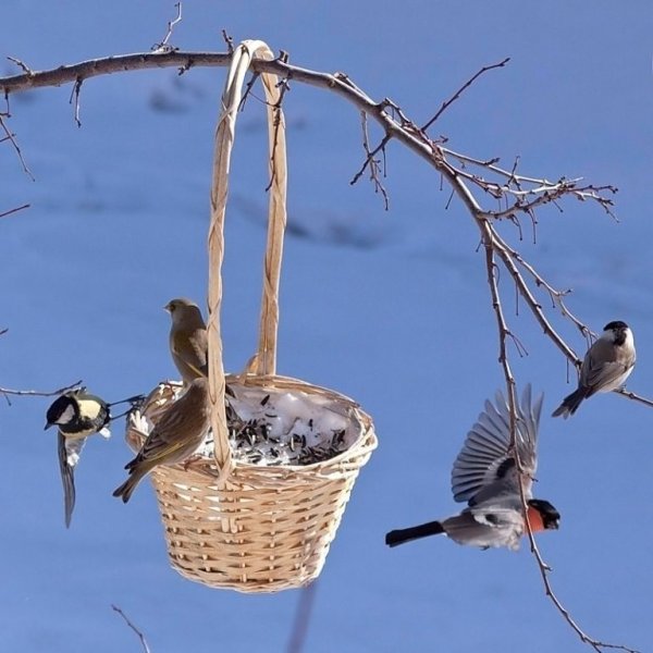Гнезда птиц зимой