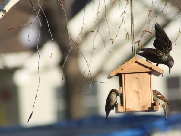 Зимний скворечник с птицами