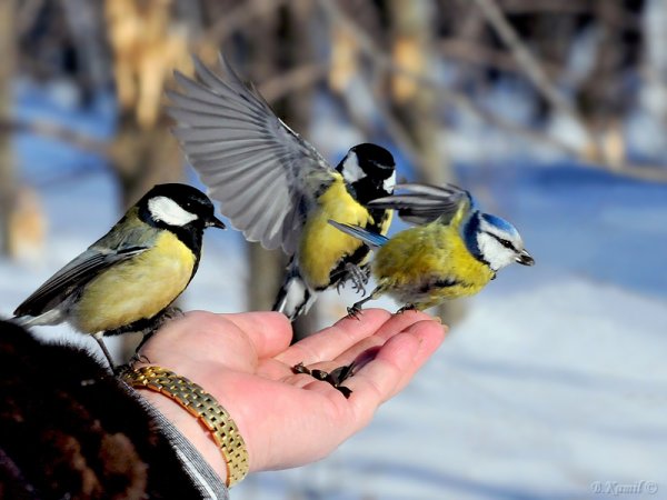 Зимующие птицы синичка