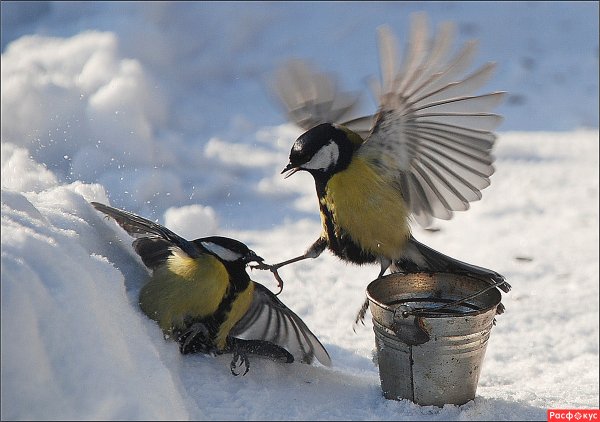 Агафий полухлебник 5 февраля