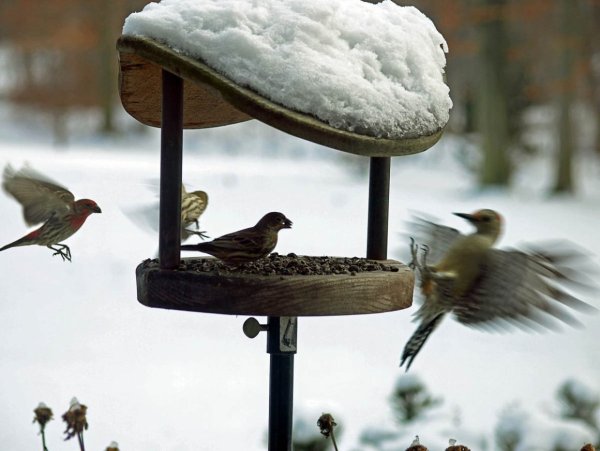 Кормление птиц зимой