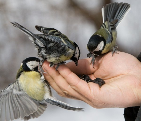 Защита птиц