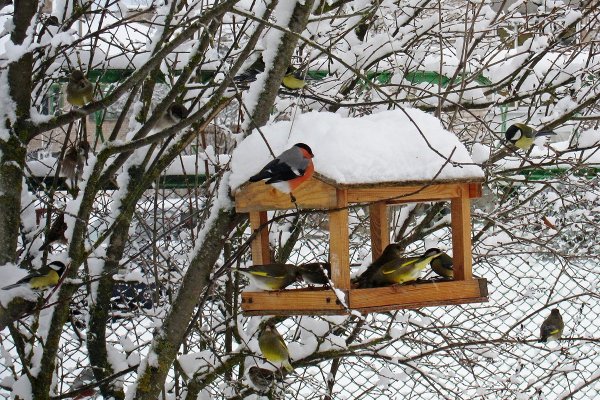 Птицы около кормушки