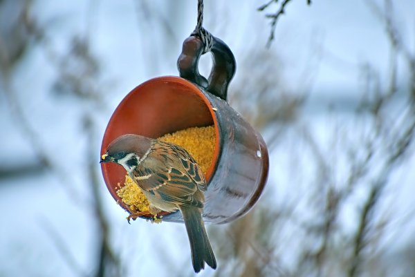 Кормушки для птиц зимой