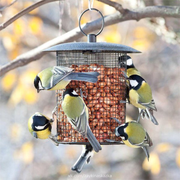Кормушки для птиц зимой