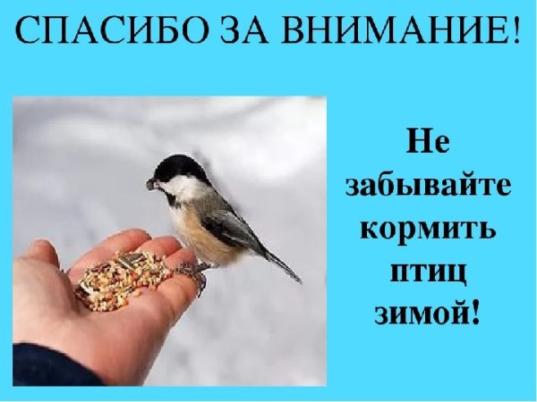 Спасибо за внимание птицы зимой